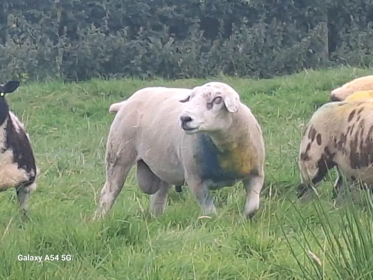 Aged texel ram - Image 1