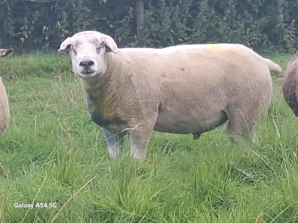 Aged texel ram - Image 2