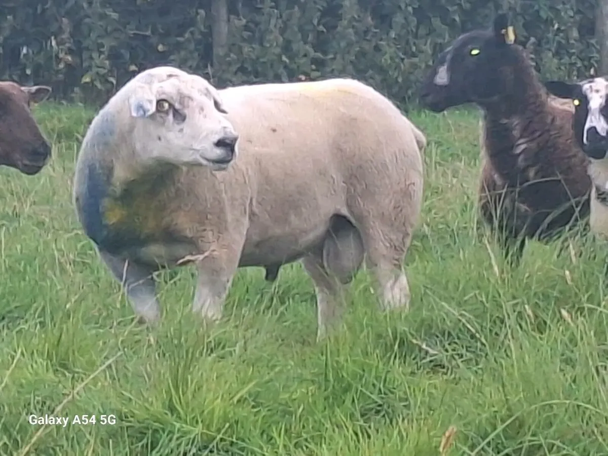 Aged texel ram - Image 3