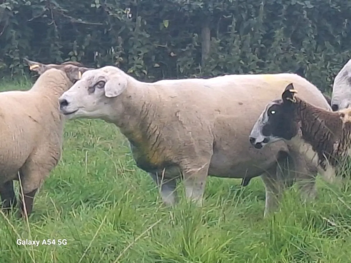 Aged texel ram - Image 4