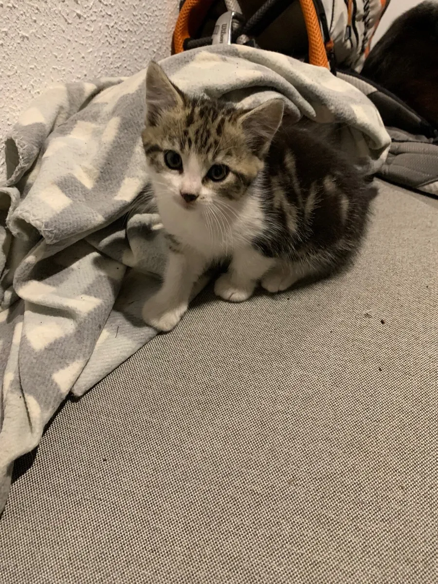 Kittens - Image 1