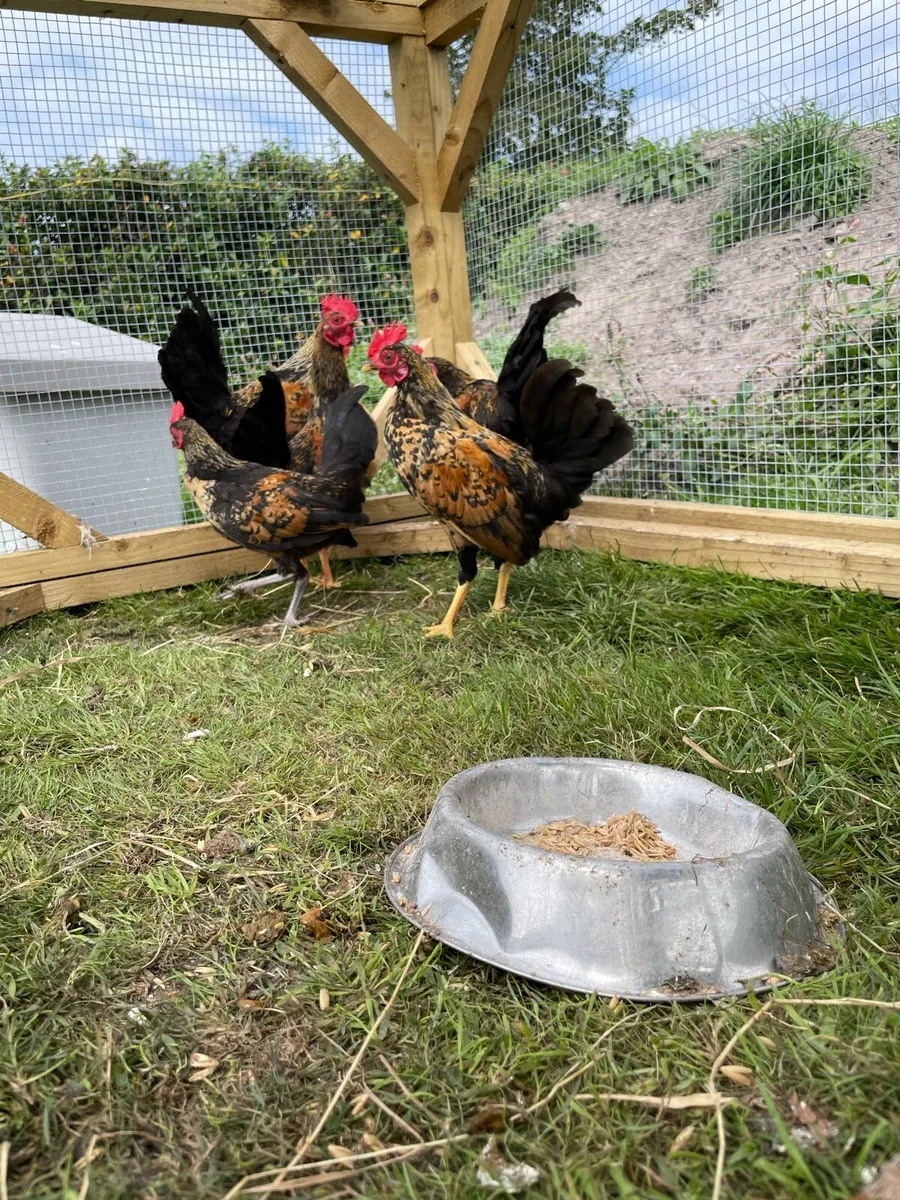 Roosters