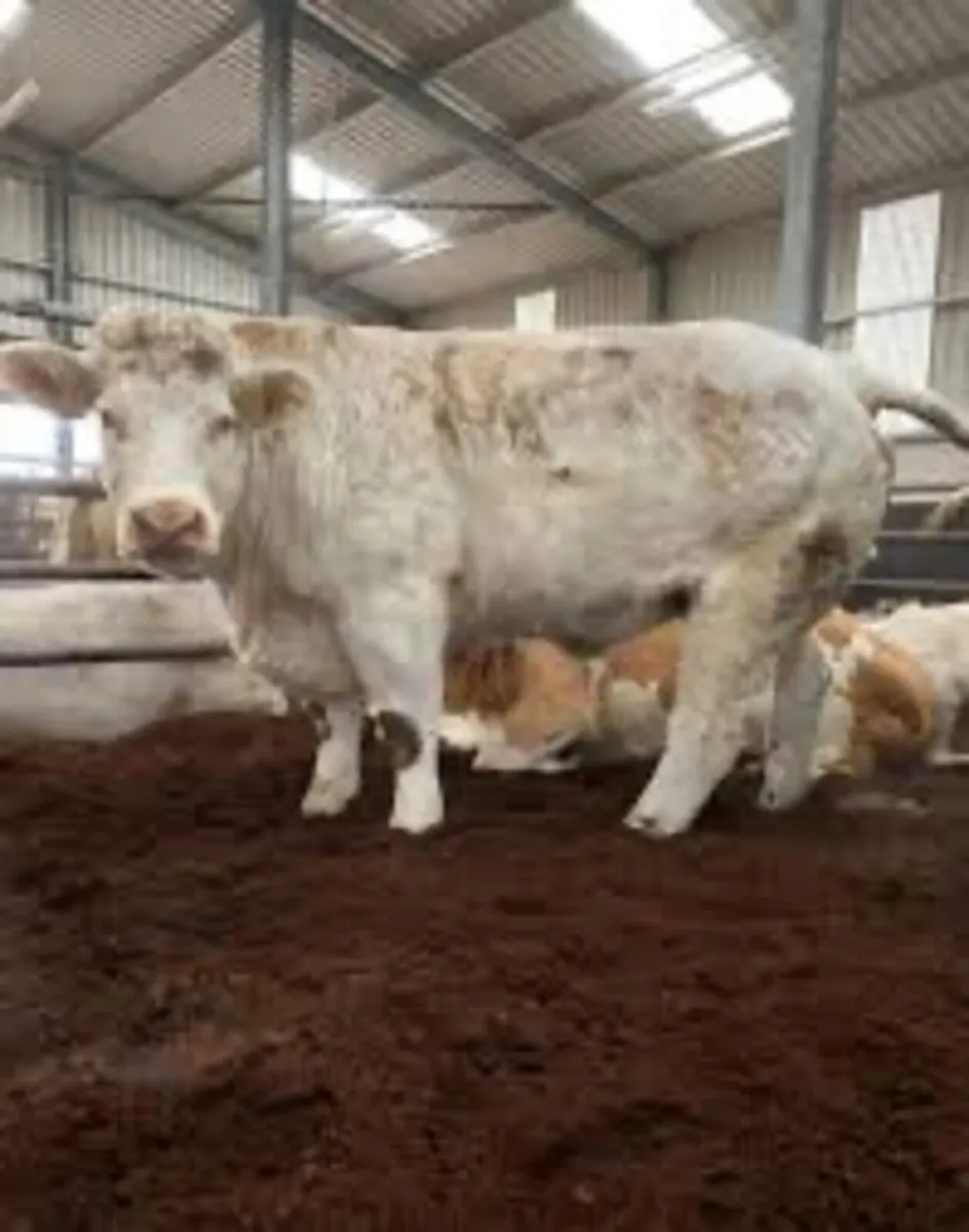 🐄 cattle horse 🐎 pig 🐖 goats 🐐 bedding - Image 2