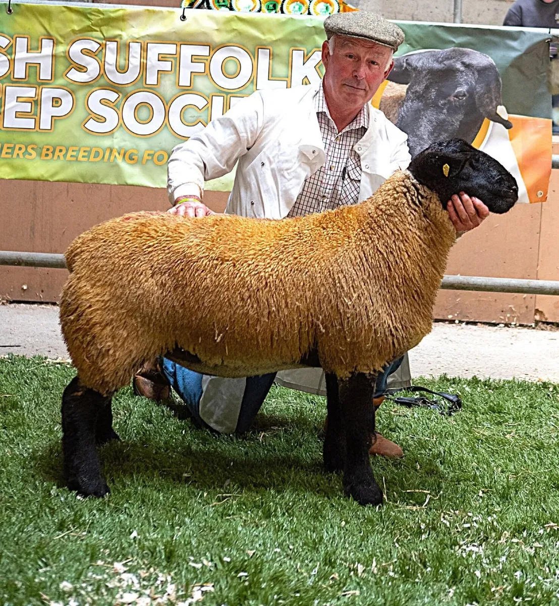 Irish Suffolks Athenry Show & Sale Friday 22nd