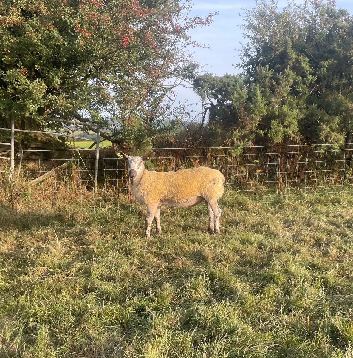 Blue faced Leicester ram lambs - Image 2