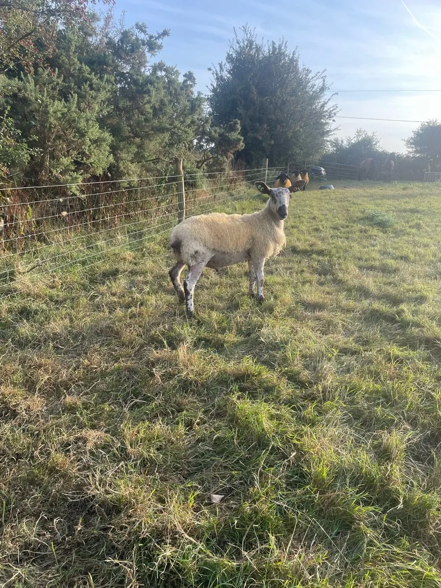 Blue faced Leicester ram lambs - Image 3
