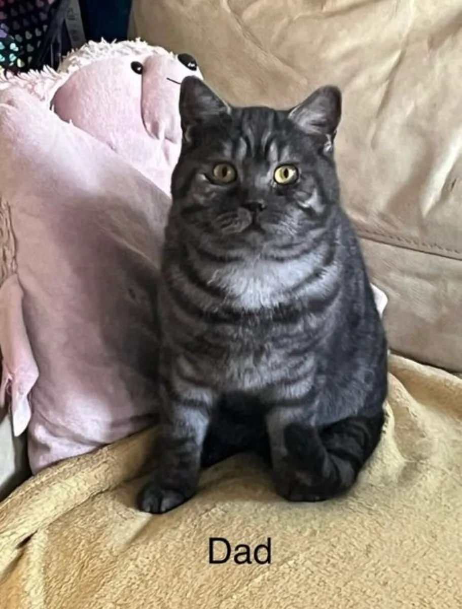 British shorthair kitten(boy) - Image 4