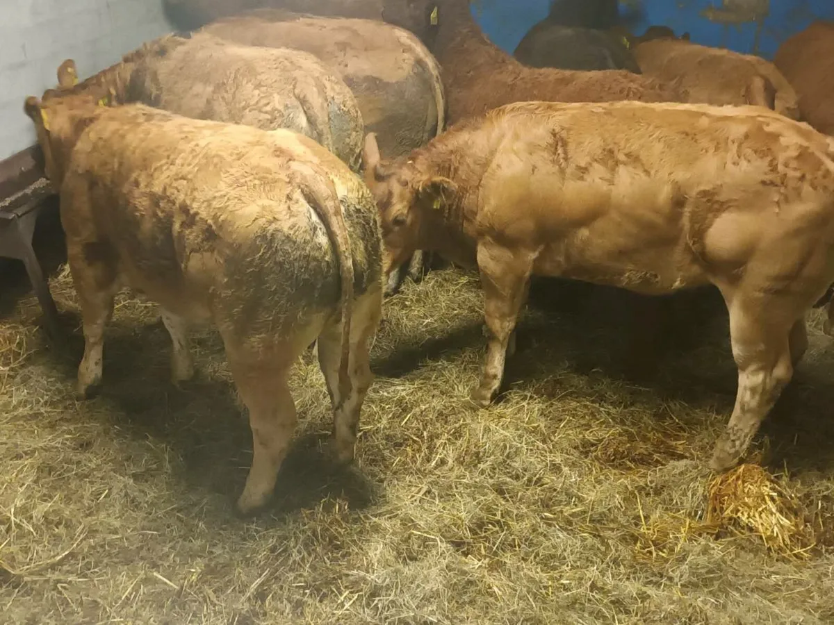 10 Super  U grade LMX Heifer's for sale - Image 2