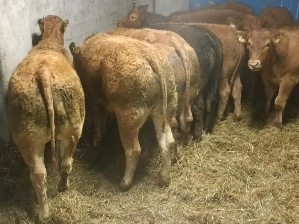 10 Super  U grade LMX Heifer's for sale - Image 3