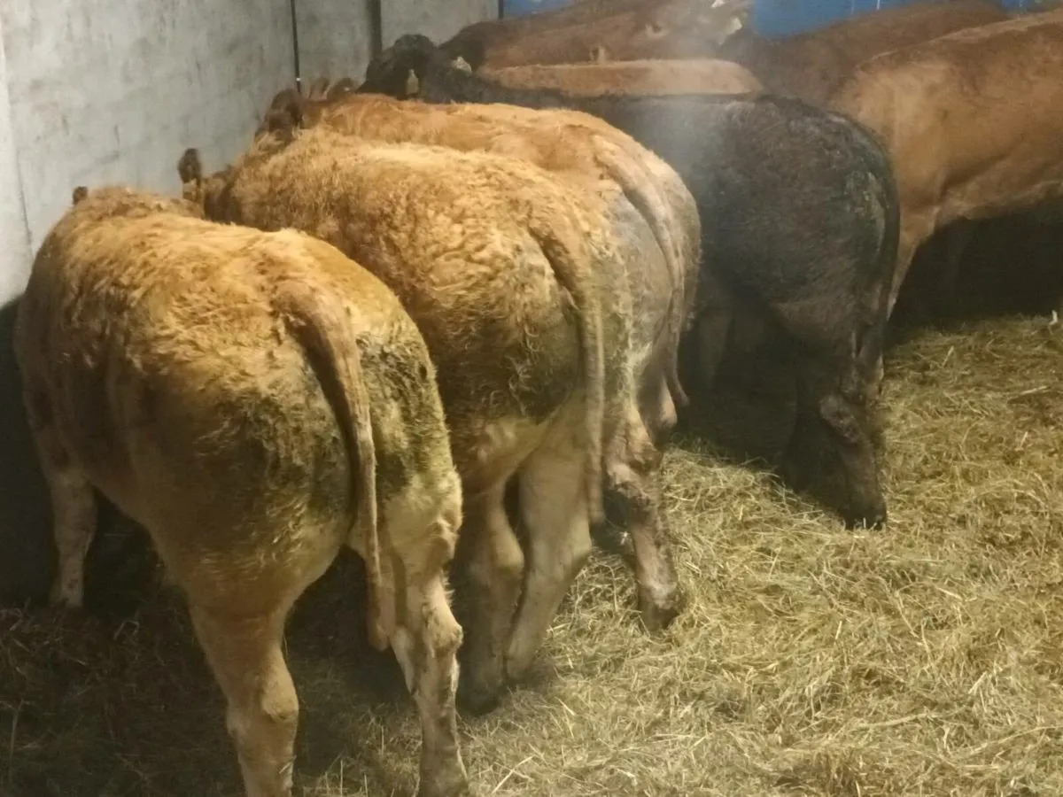 10 Super  U grade LMX Heifer's for sale - Image 4