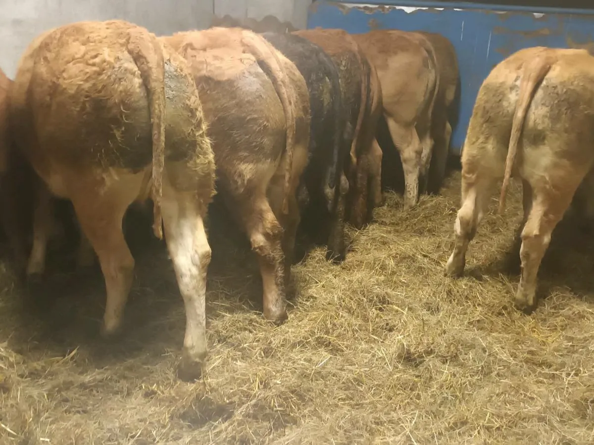 10 Super  U grade LMX Heifer's for sale - Image 1