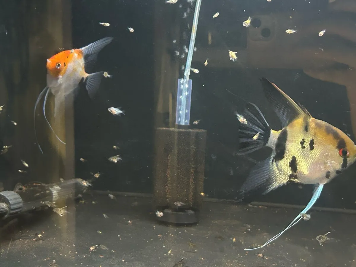 2 Angelfish pairs - Image 1