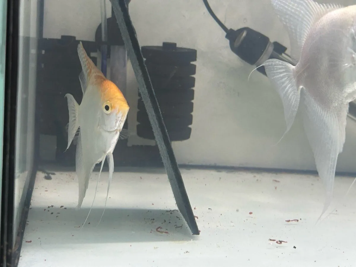 2 Angelfish pairs - Image 2