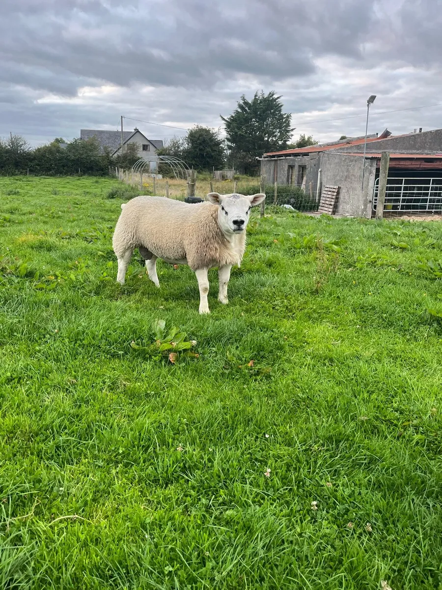 PBR Texel lambs - Image 2