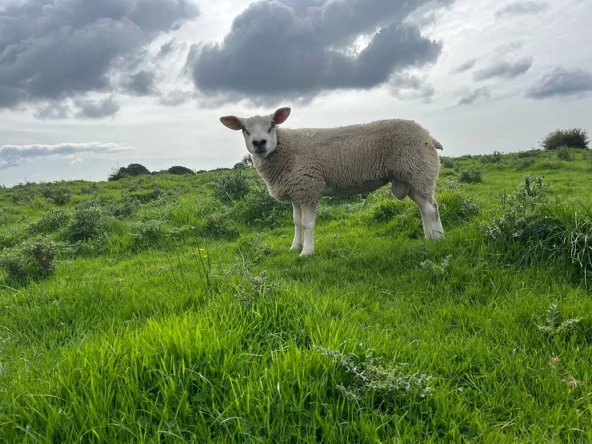 PBR Texel lambs - Image 4
