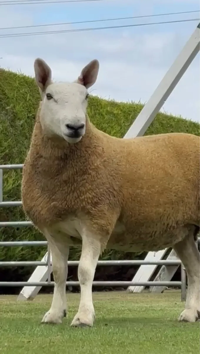 Cheviots shearling rams/ hoggets - Image 1