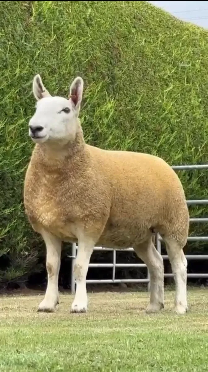 Cheviots shearling rams/ hoggets - Image 4