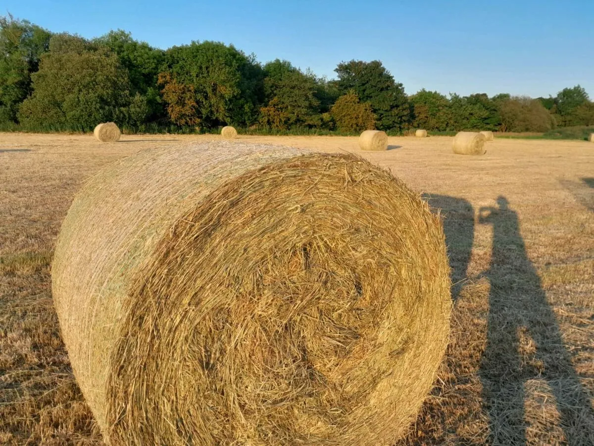 Top Quality Hay.Bargain. Read Add. - Image 2