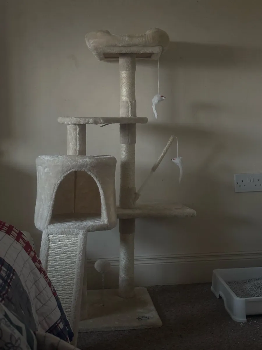 kitten for sale. - Image 3