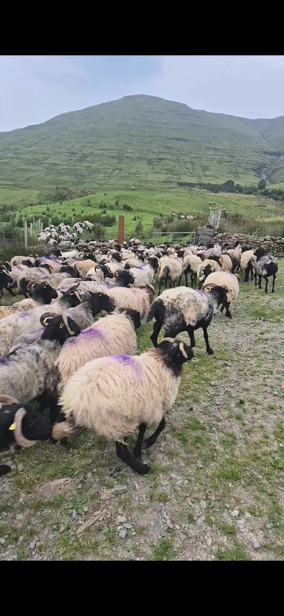Ewes and hogget ewes for sale 2nd year organic - Image 1