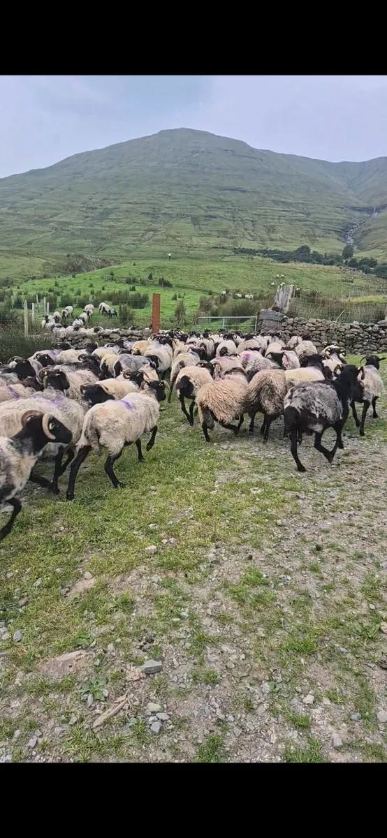 Ewes and hogget ewes for sale 2nd year organic - Image 2