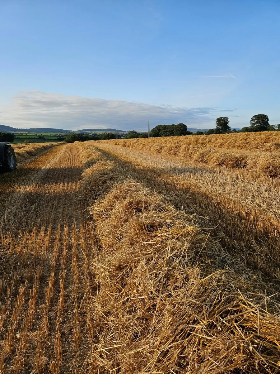 Oaten straw  Camolin - Image 3