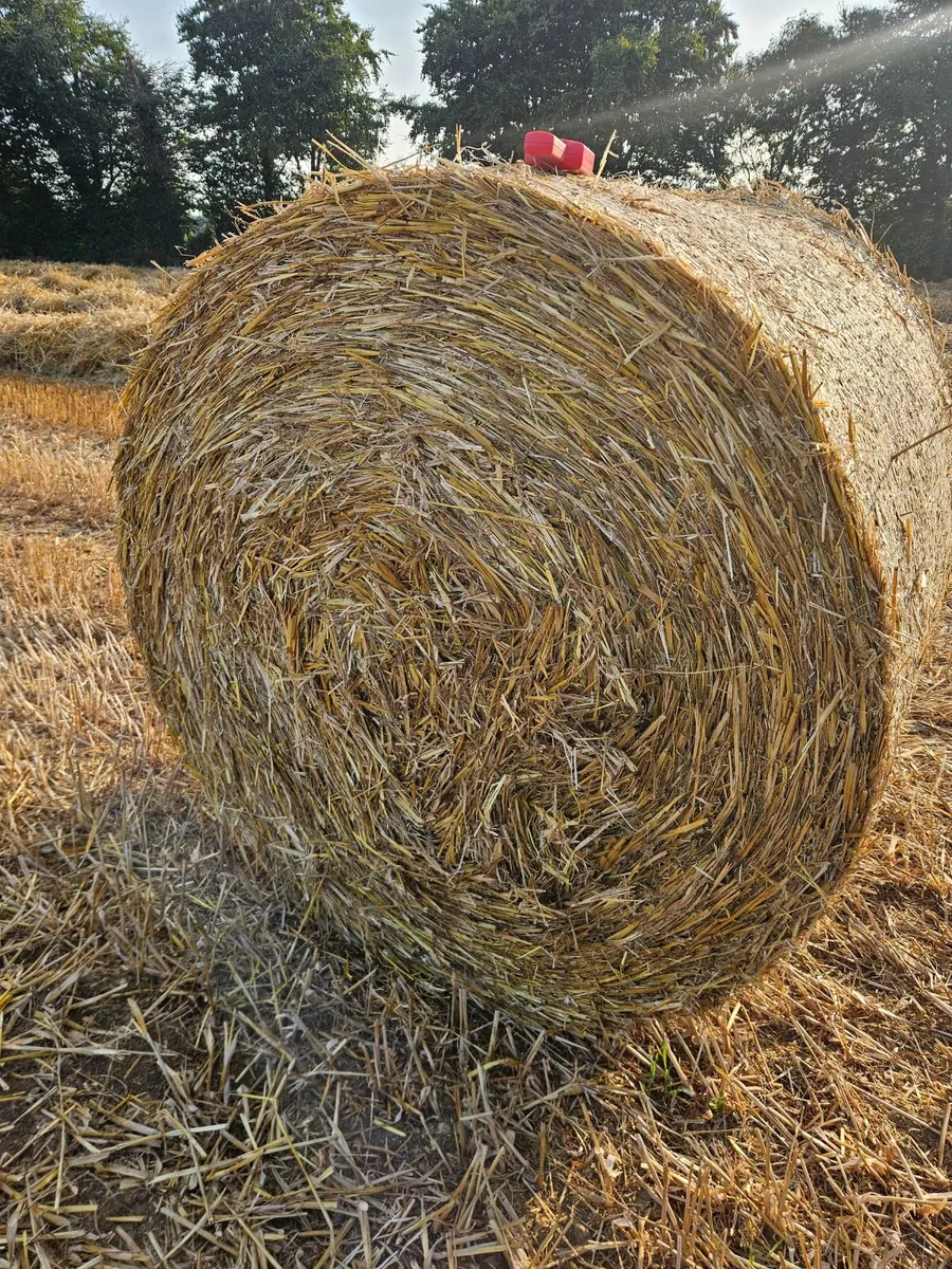 Oaten straw  Camolin - Image 4