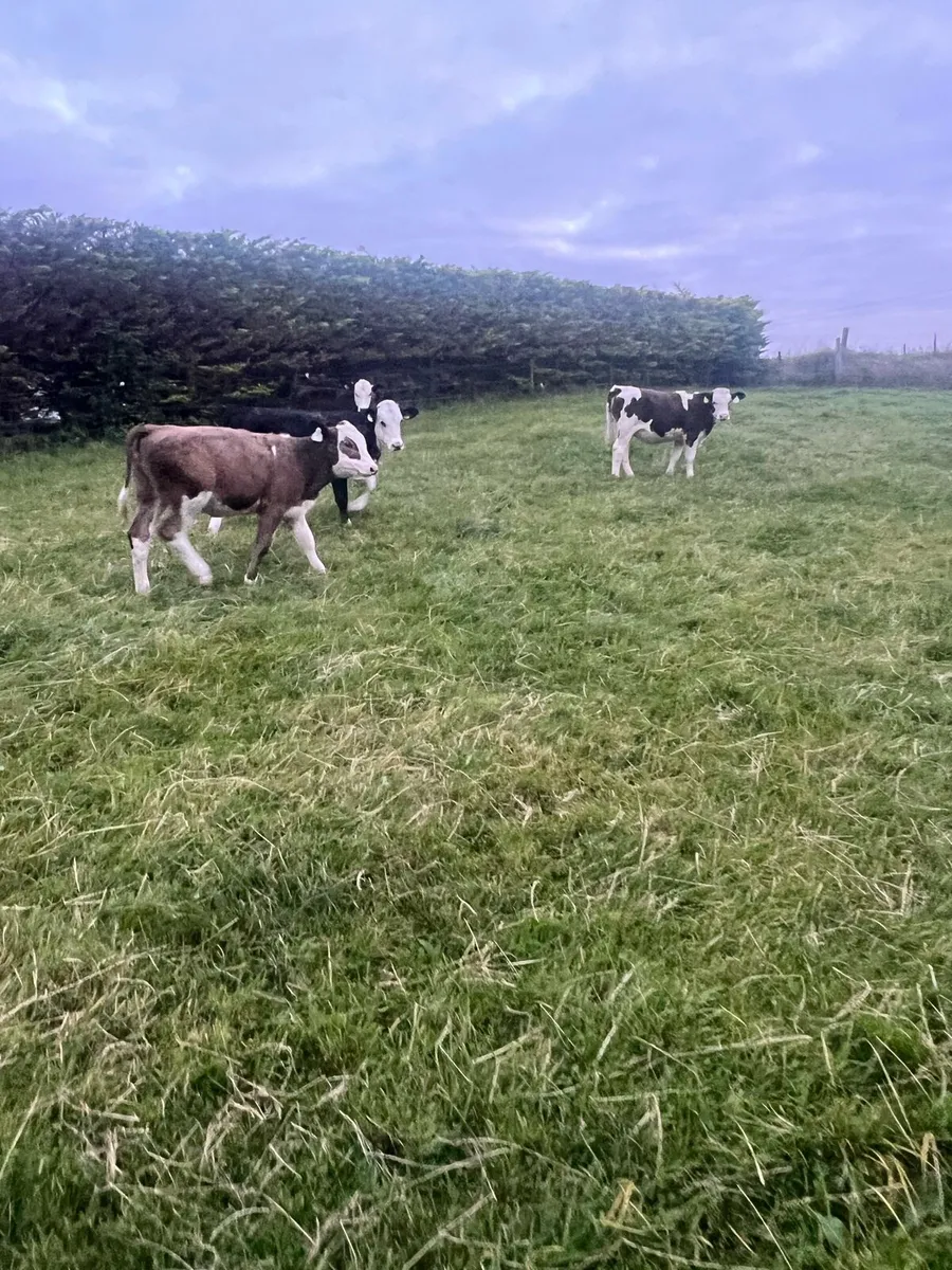 Heifer runners for sale - Image 1