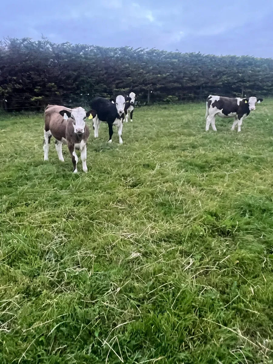 Heifer runners for sale - Image 2