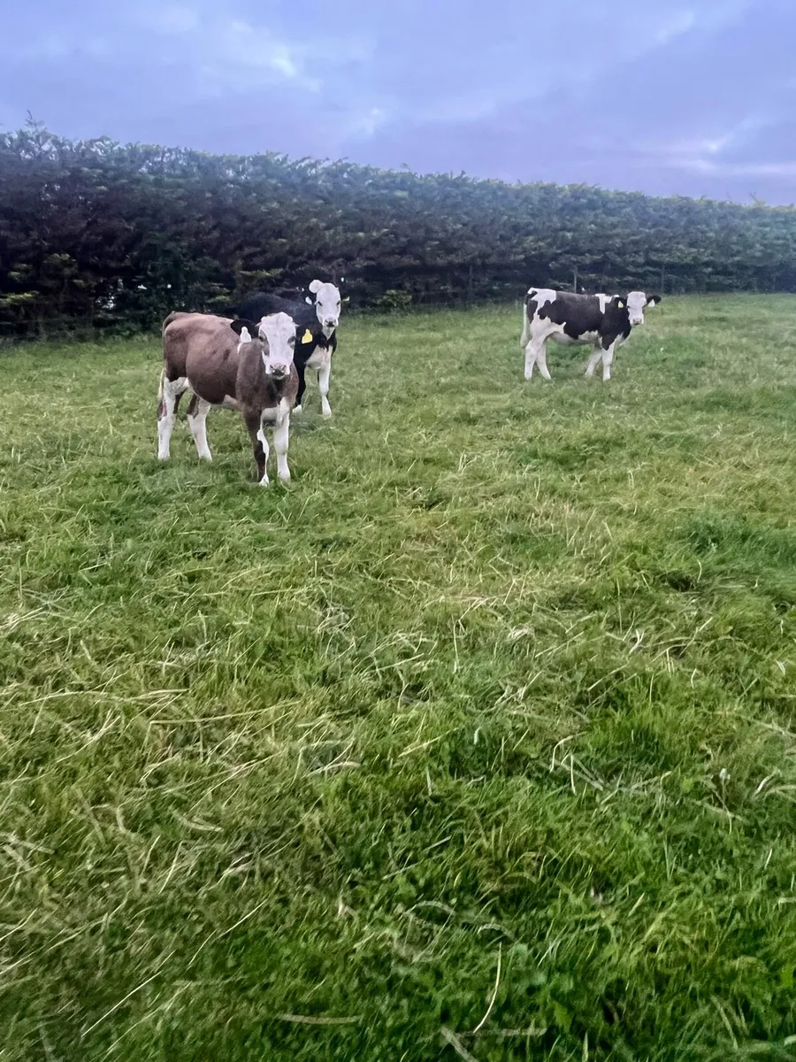 Heifer runners for sale - Image 3