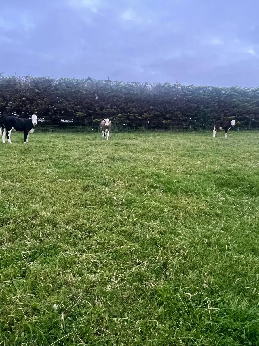 Heifer runners for sale - Image 4