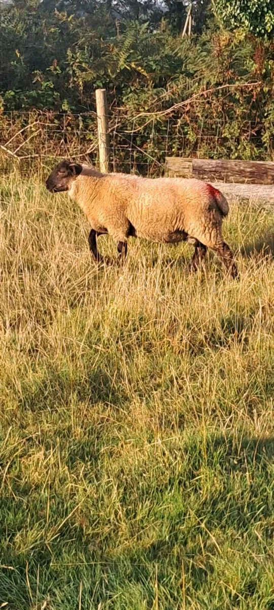 Ram Lambs - Image 3