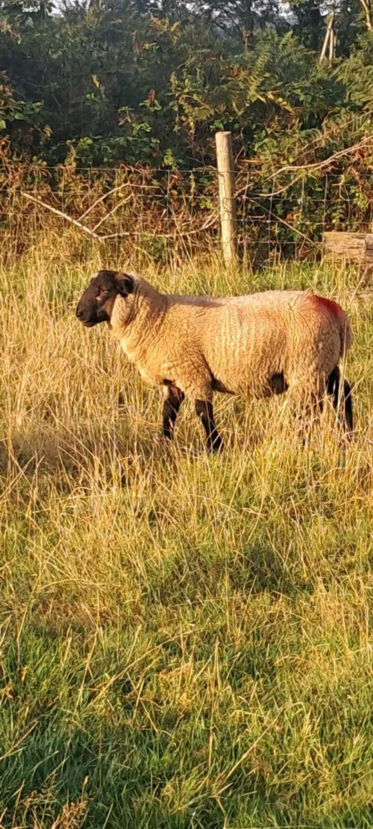 Ram Lambs - Image 1