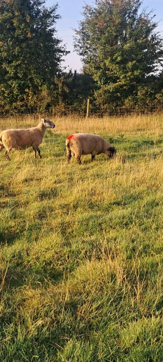 Ram Lambs - Image 4