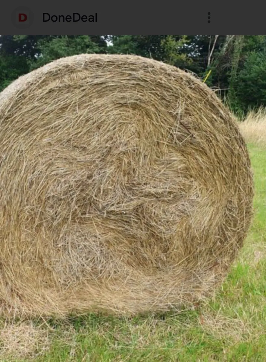Hay for sale