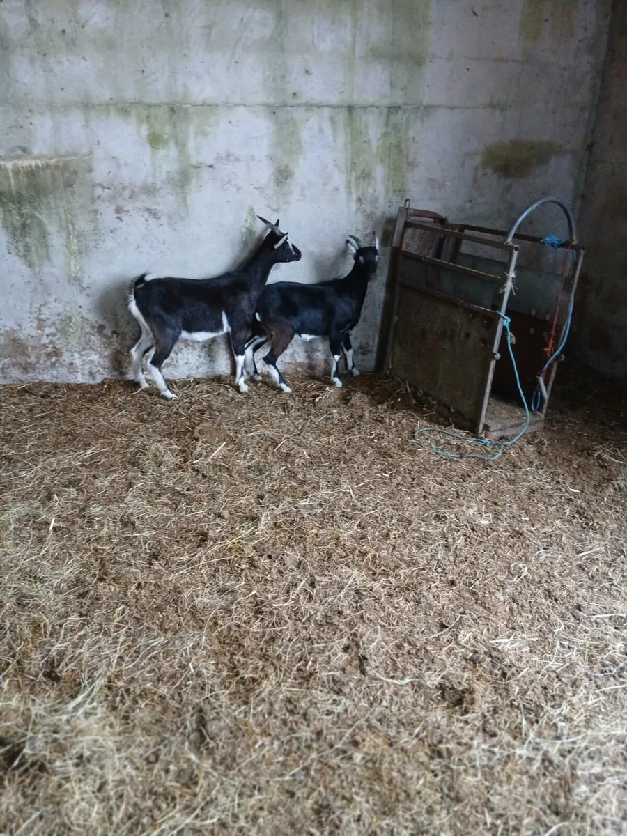 Goats - Image 1