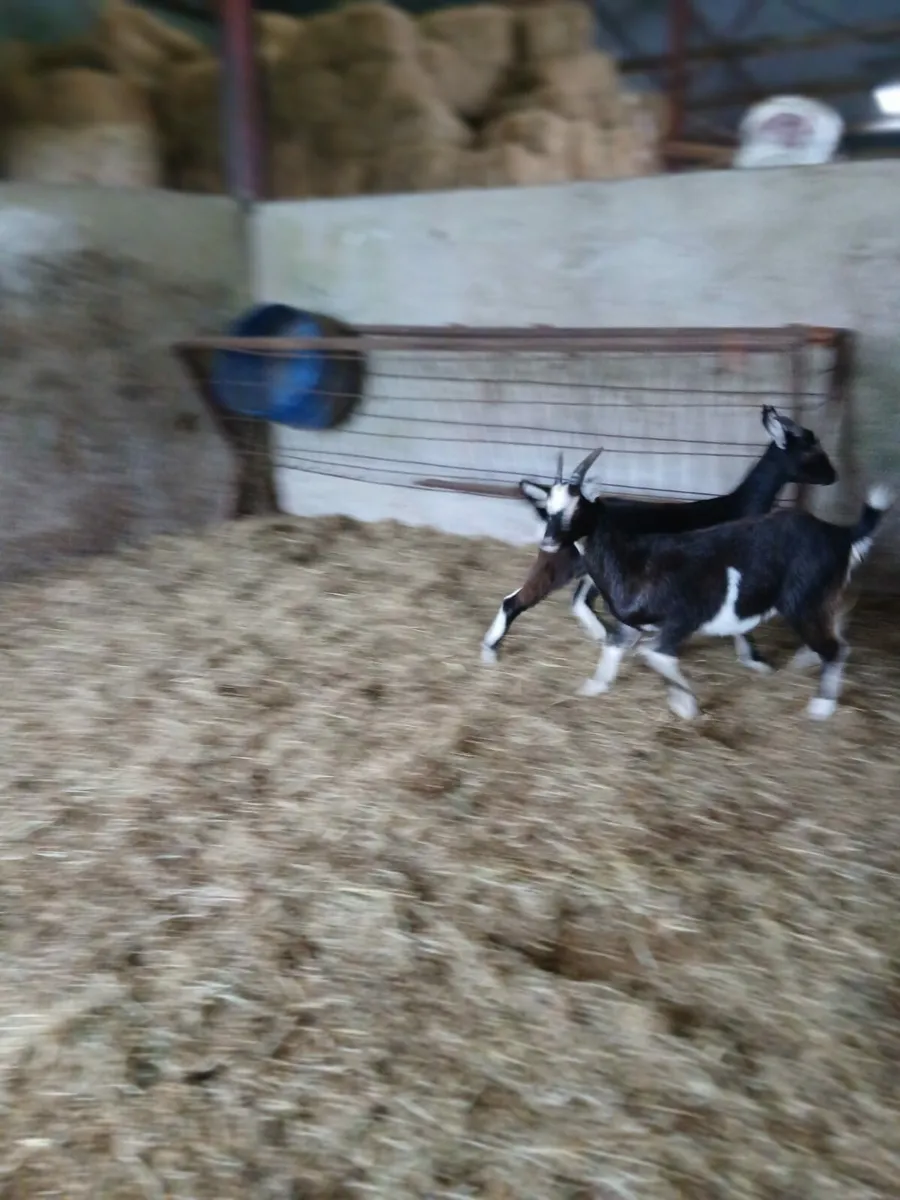 Goats - Image 2