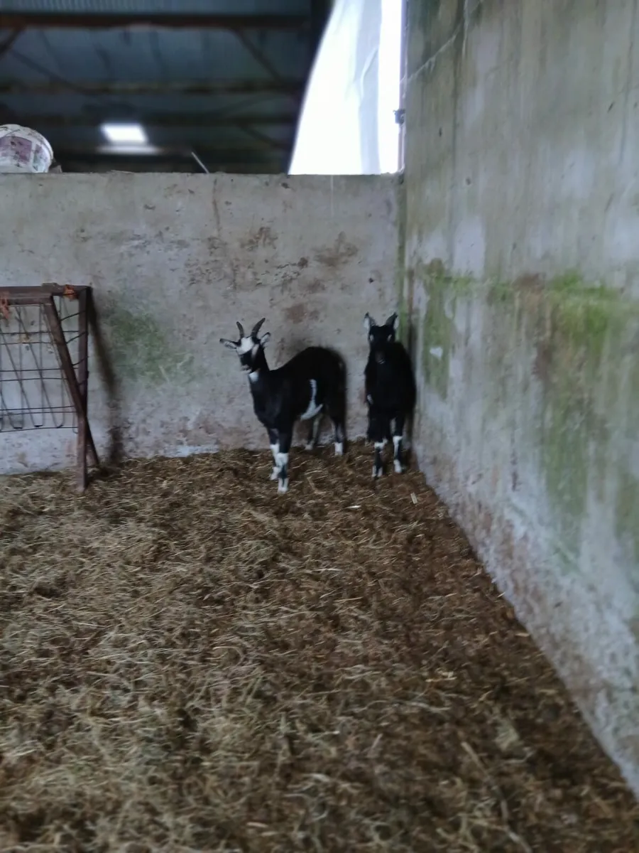 Goats - Image 3