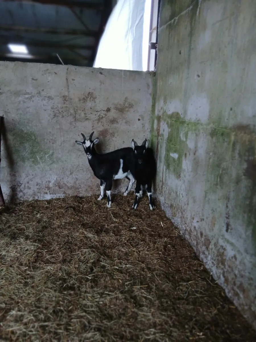 Goats - Image 4