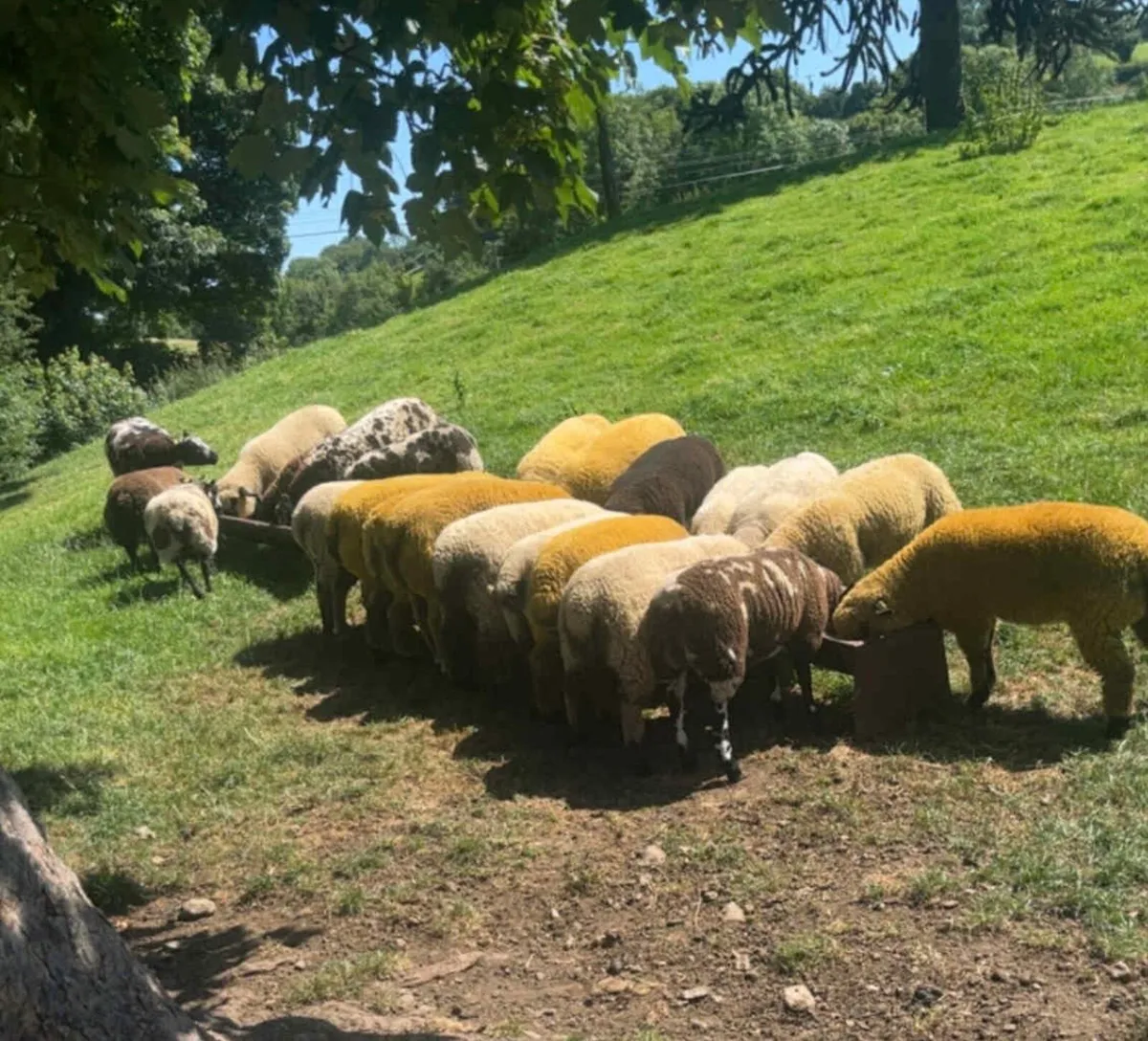 Hampshire & Suffolk Rams for sale - Image 1