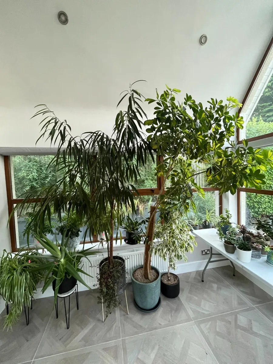 Houseplants - wide array in lovely pots - Image 1