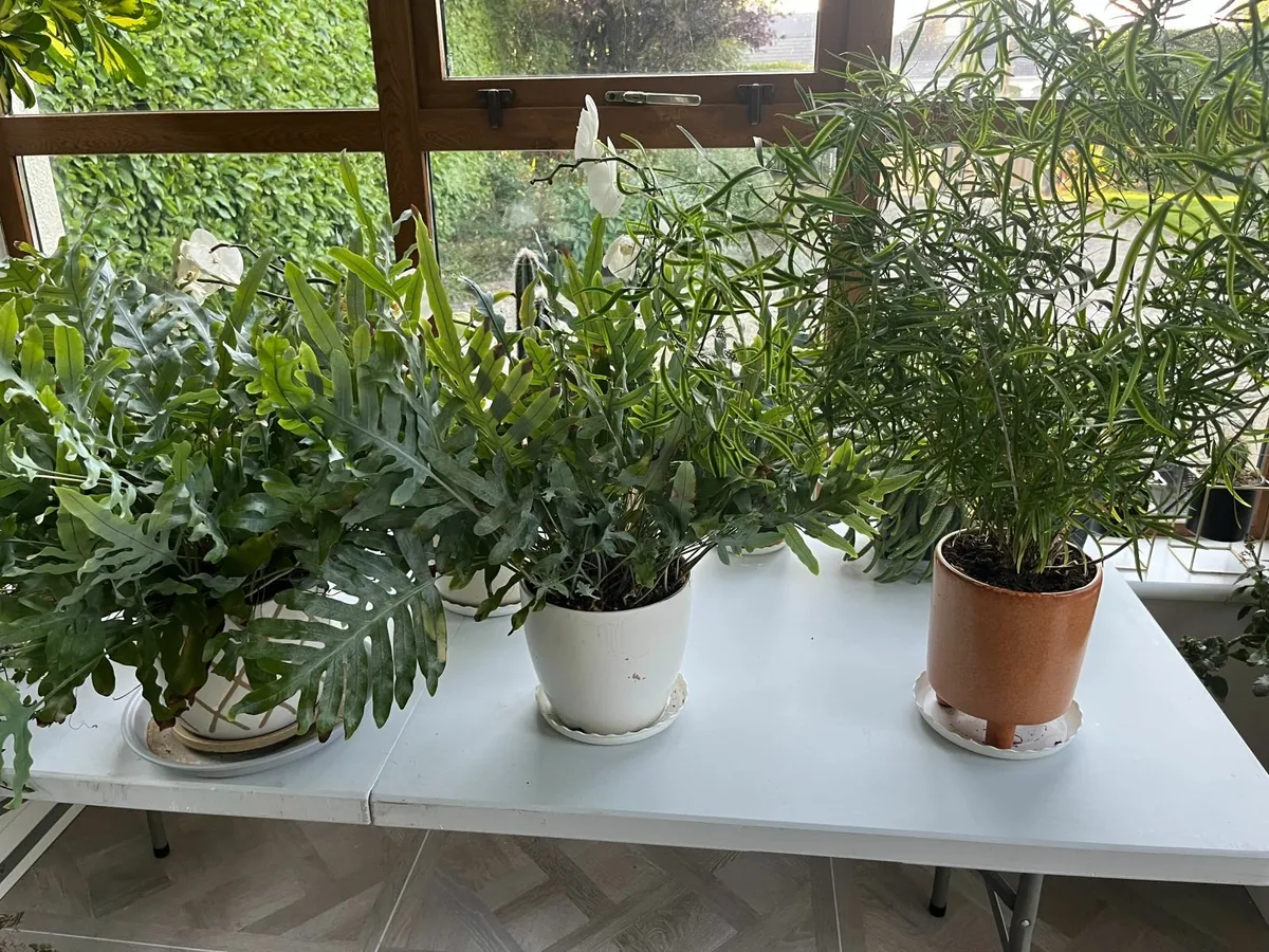 Houseplants - wide array in lovely pots - Image 3