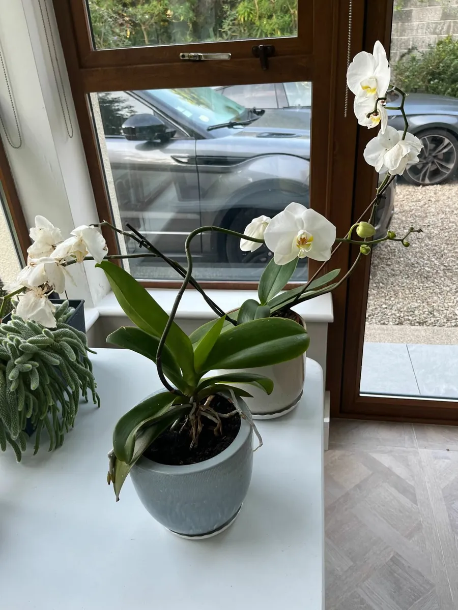 Houseplants - a few still available! - Image 2
