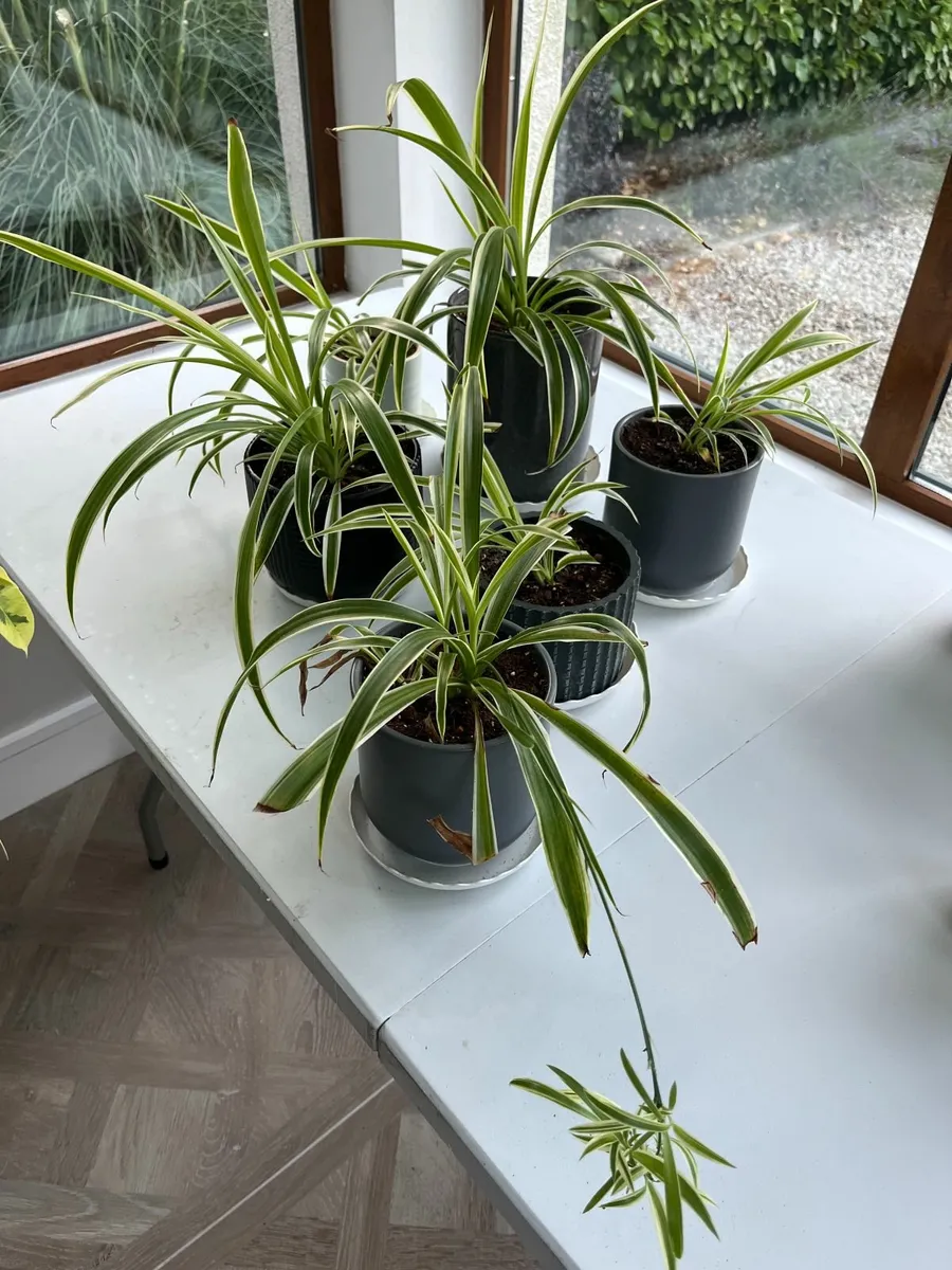 Houseplants - a few still available! - Image 3