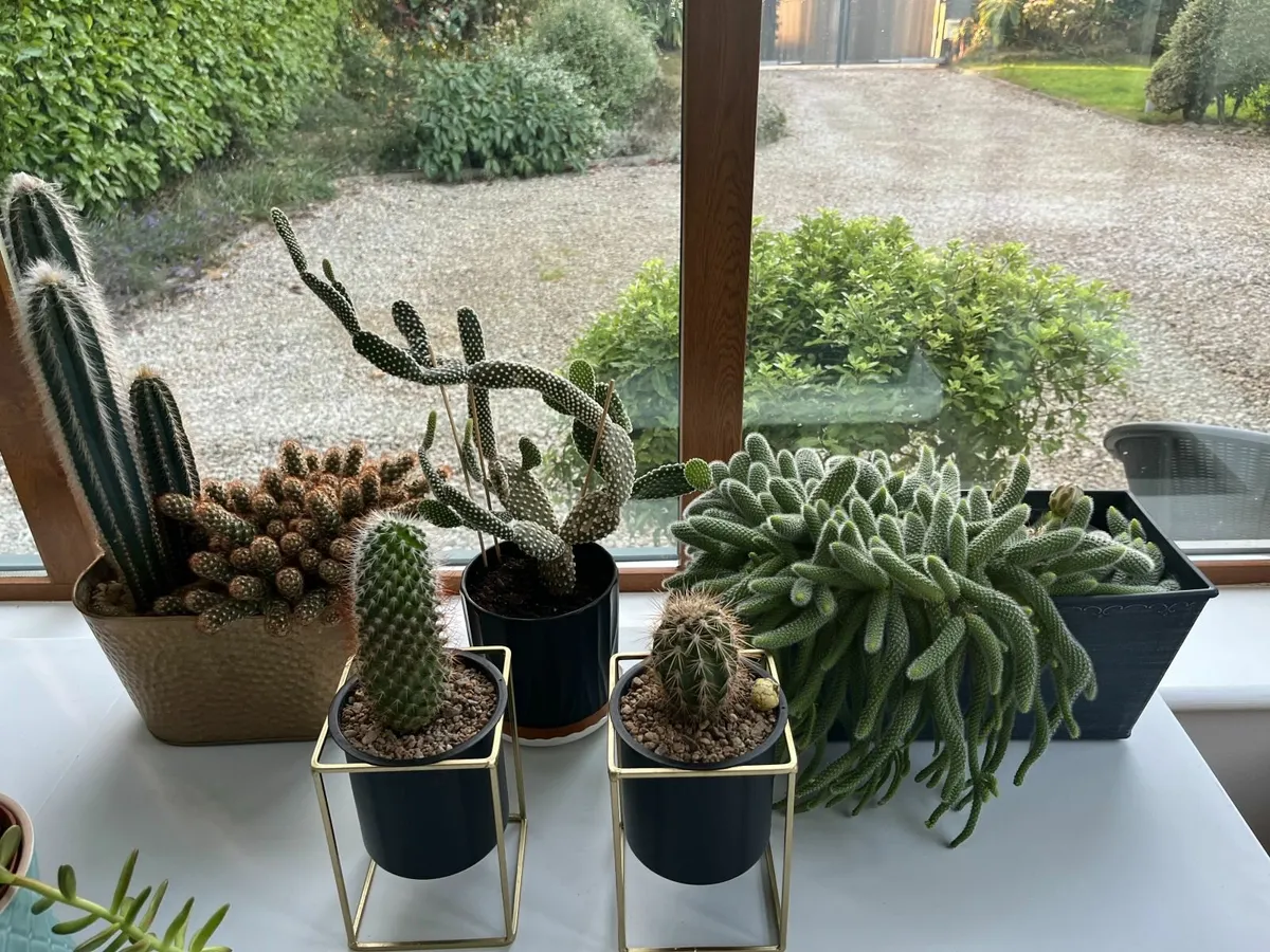 Houseplants - a few still available! - Image 4
