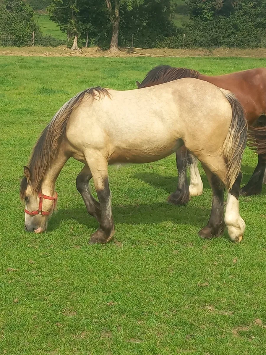 Cob Filly - Image 1