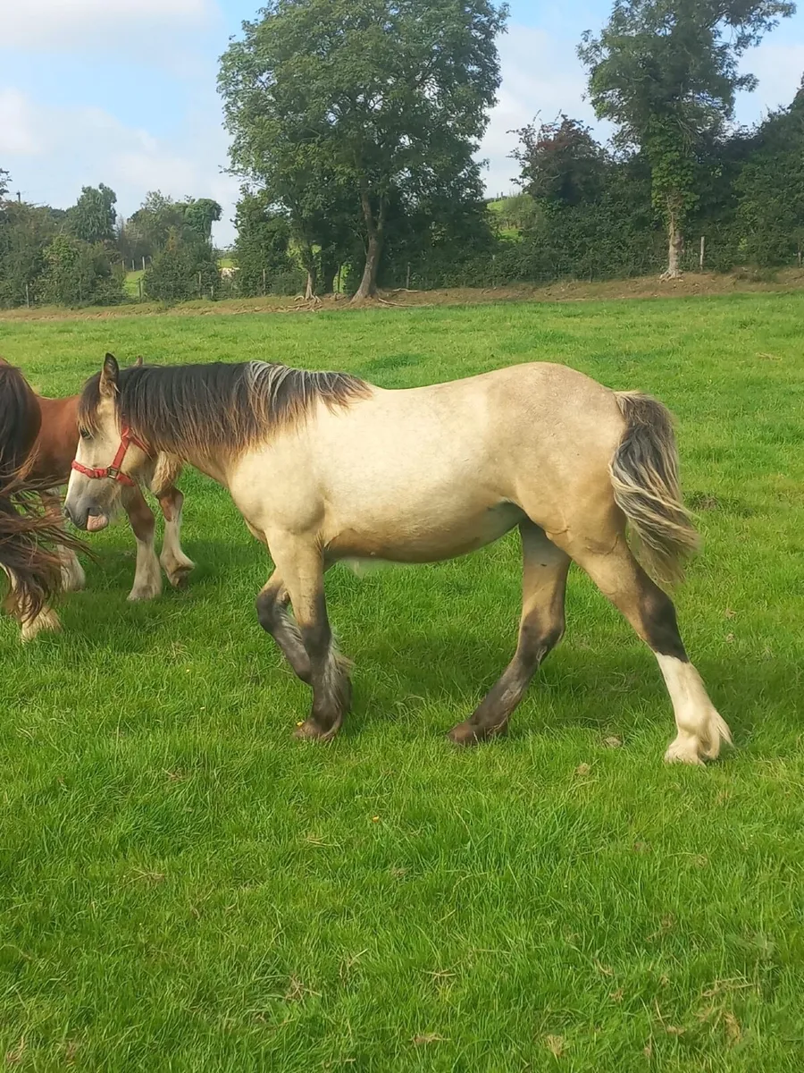Cob Filly - Image 2