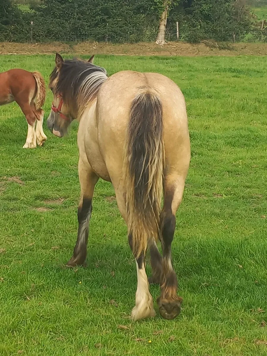 Cob Filly - Image 3