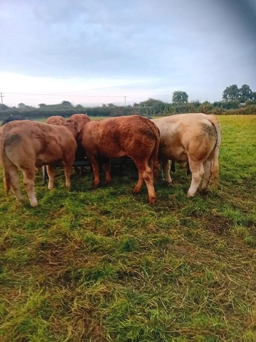 Store bullocks - Image 1