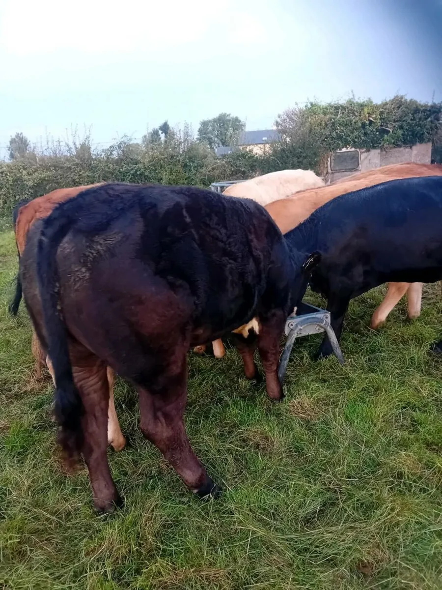 Store bullocks - Image 3